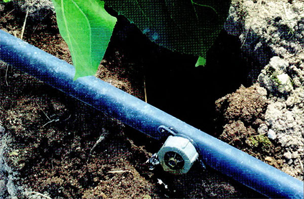 Irrigation goutte a goutte du bulbe avec un gros pluviomètre