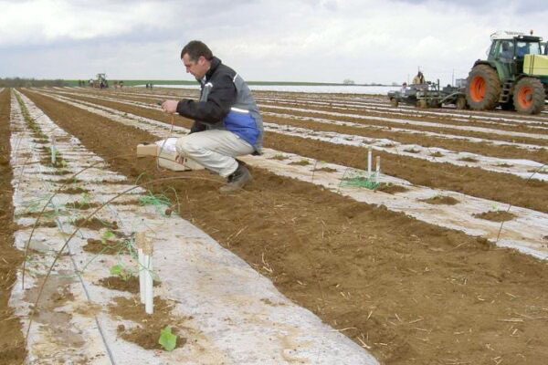 pilotage d'irrigation du melon et installation de sondes watermark